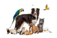 Market Size for Pet Business